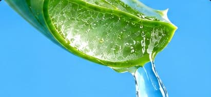 Aloe vera
