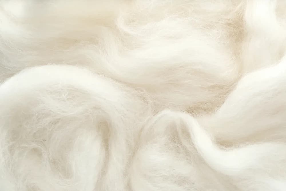 Soft white New Zealand wool, up close