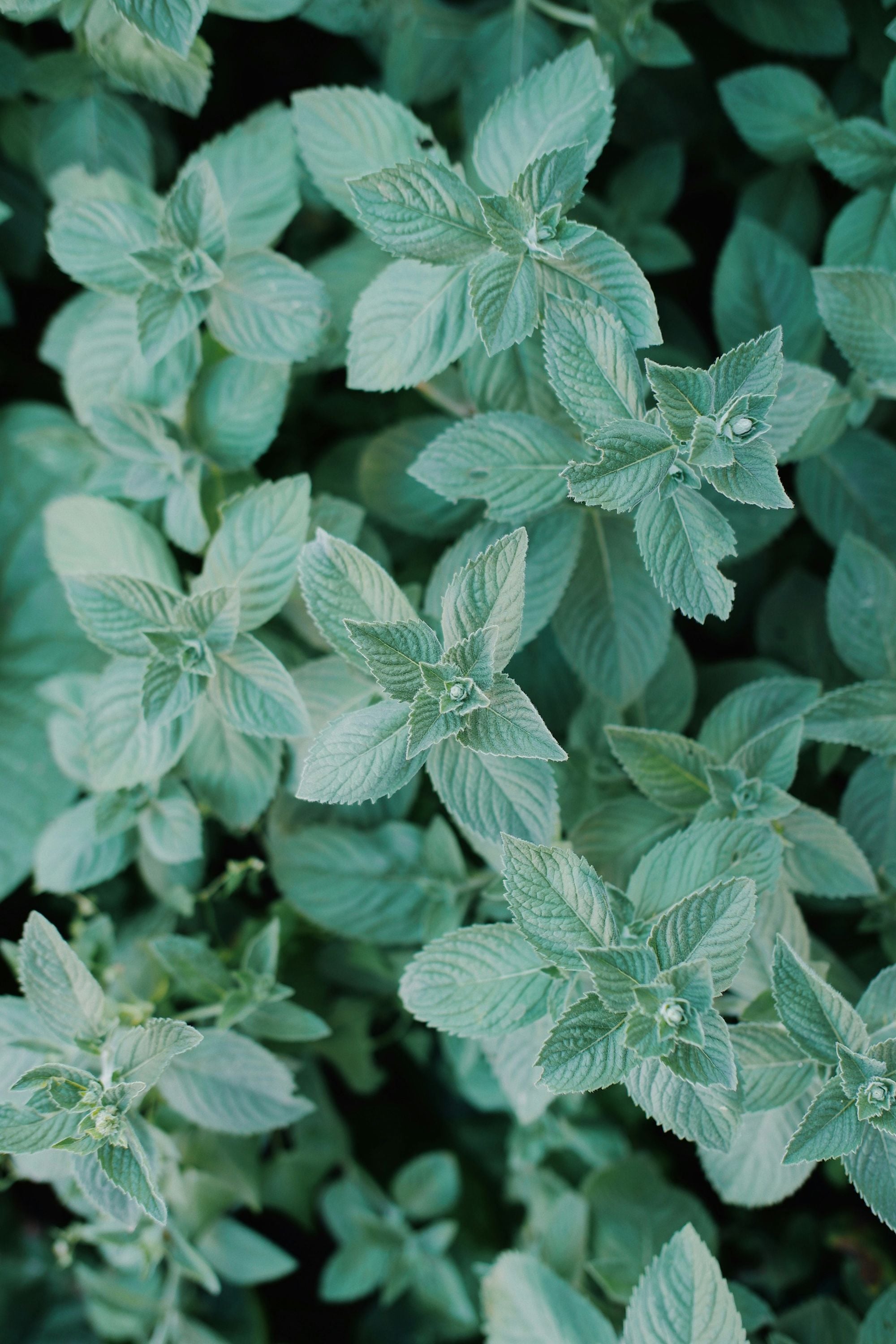 Fresh mint leaves