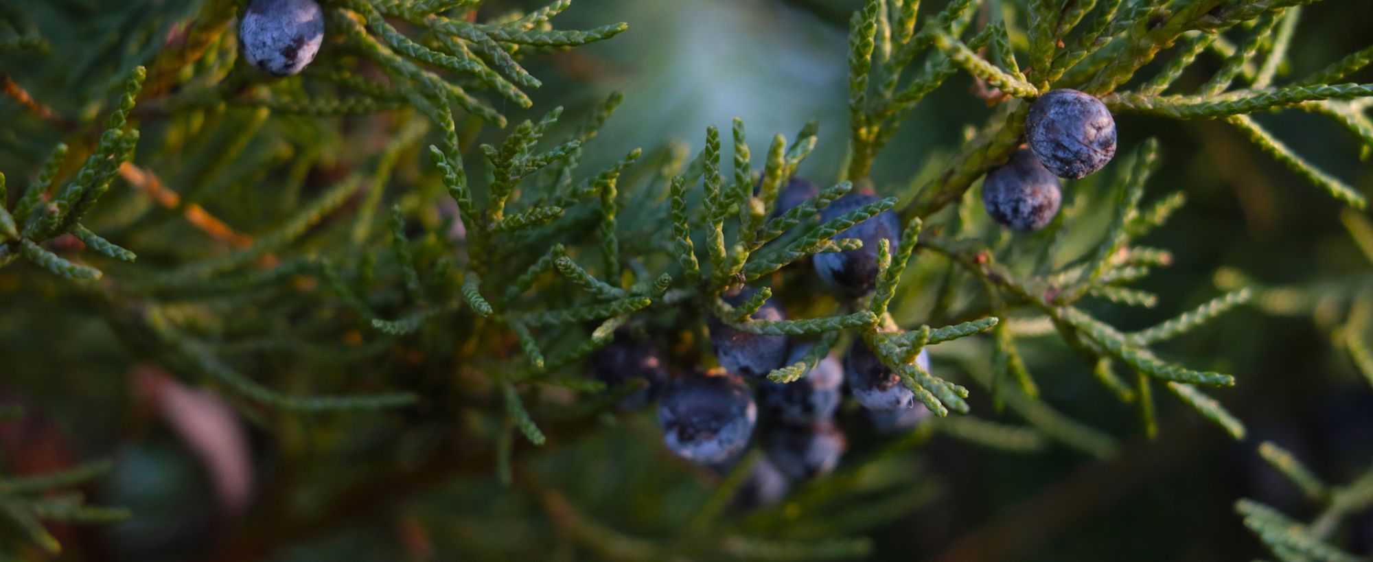 Juniper branches with berries