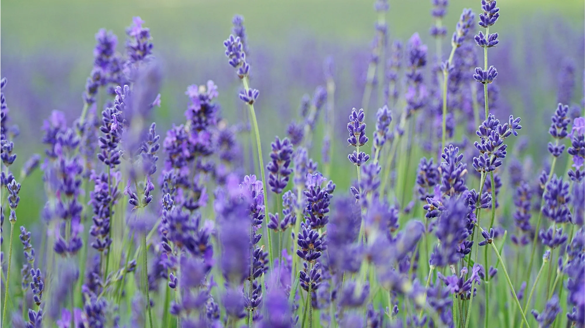 A field of wild lavender